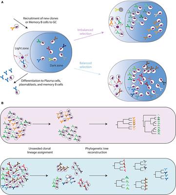 Tracing Antibody Repertoire Evolution by Systems Phylogeny